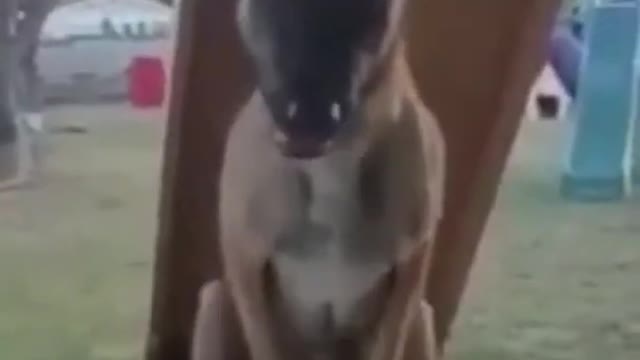 Funny Dog Animals