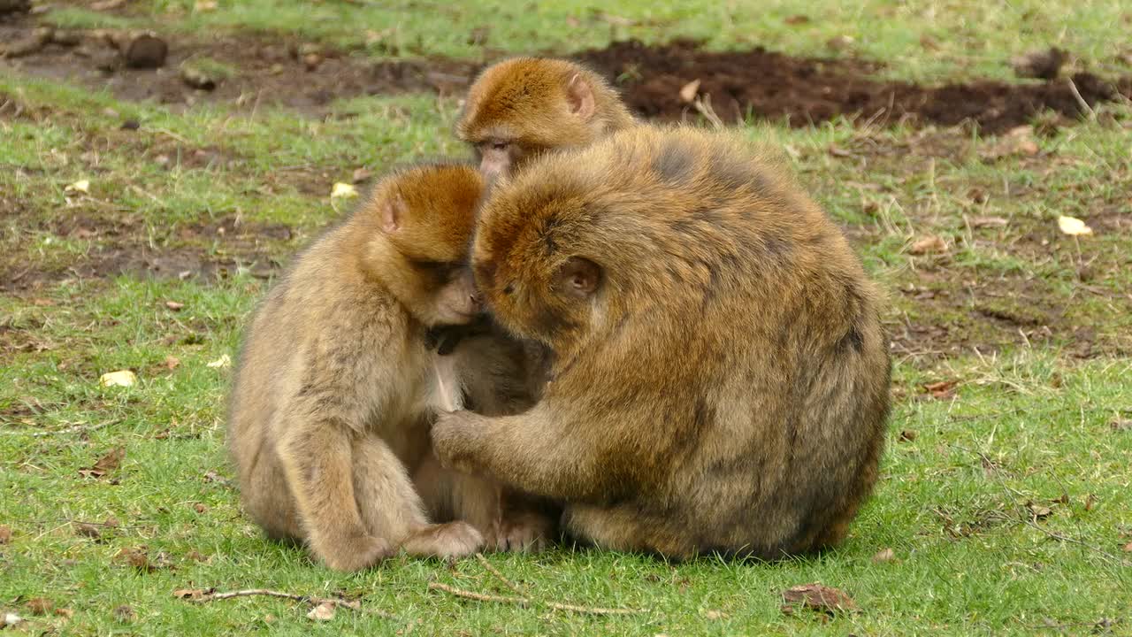 A beautiful monkey family