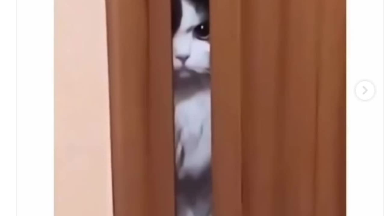 If pure jealousy & malice was a cat!