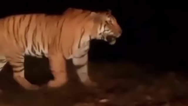 Encountered with a tiger in the night journey // tiger