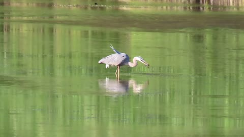 Blue Heron catching a fish!