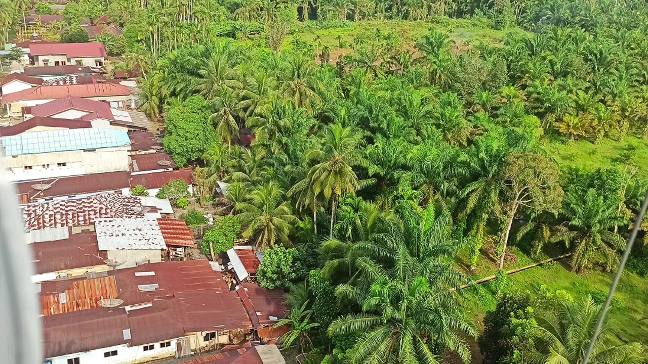 viewing oil palm plantations from a height of 45 meters in Langkat Regency, North Sumatra