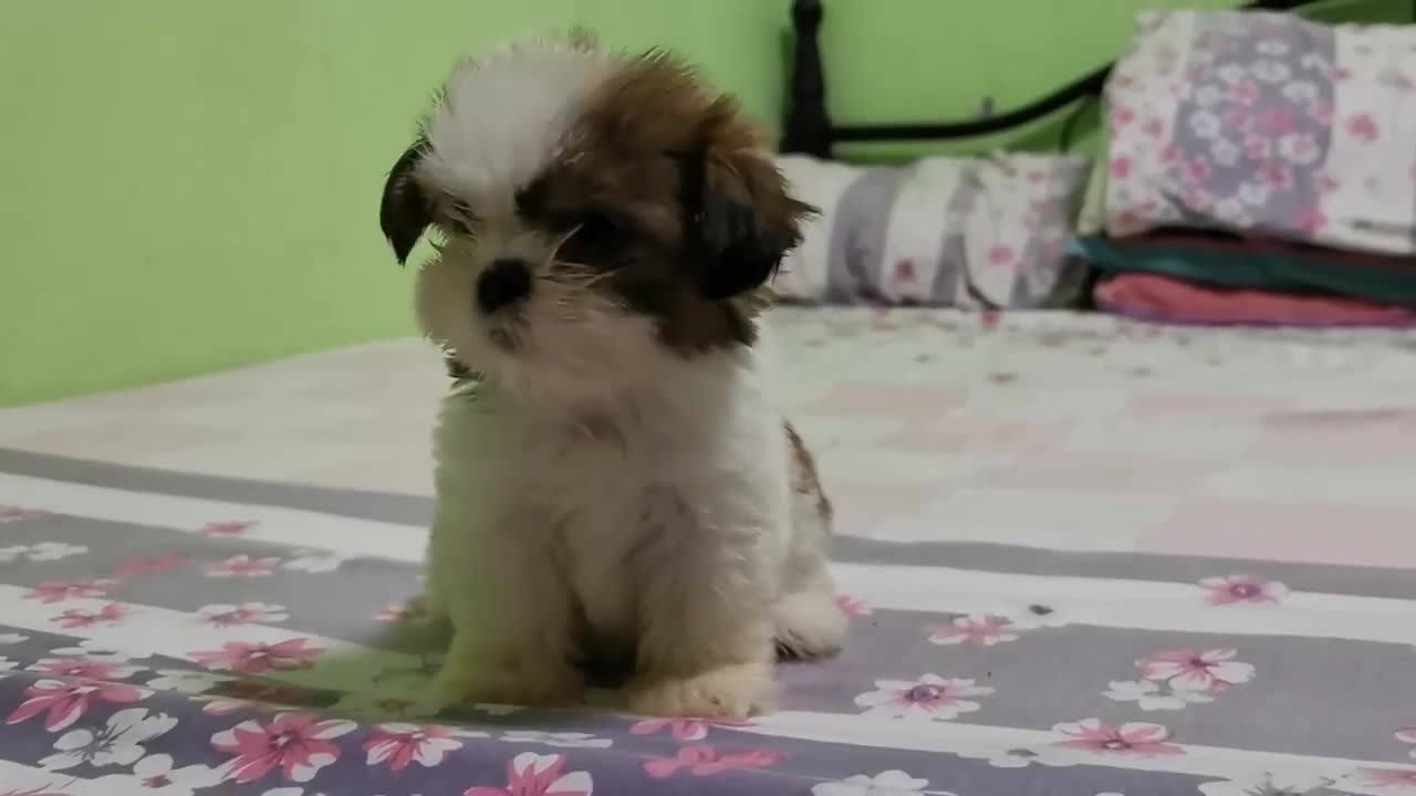 Dog Dances And Moves Their Head Sideways On Hearing Their Owner Sing