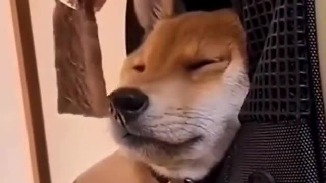 Food. Before. Sleep.