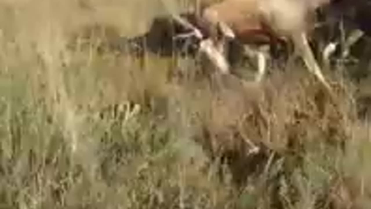 2 Boergreyhounds hunting fight-y antelope