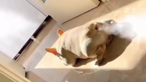 Funny animals in action 😂🤣