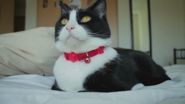 Dolly Shot of Cute Black and White Cat Laying on Bed