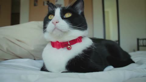 Dolly Shot of Cute Black and White Cat Laying on Bed
