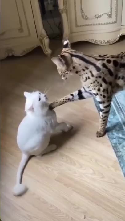 ΔΕΝ ΜΑΣΗΣΕ ΤΟ ΓΑΤΙ