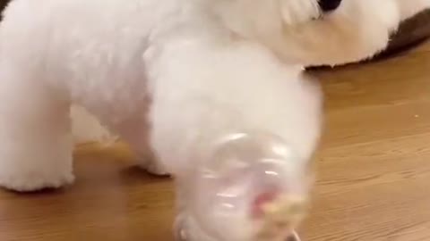 Cute puppy playing with toys,