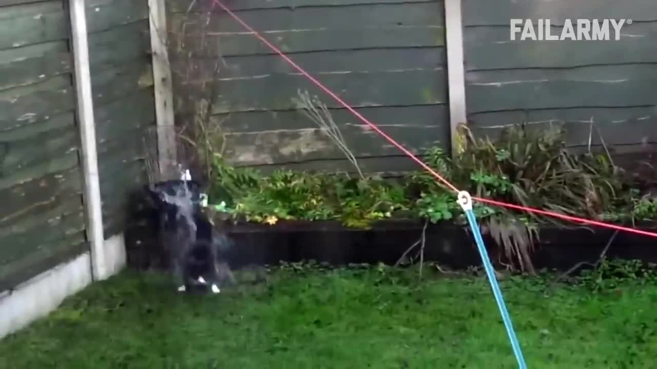 Funny Cat Fails | Funny Cat Compilation - FailArmy