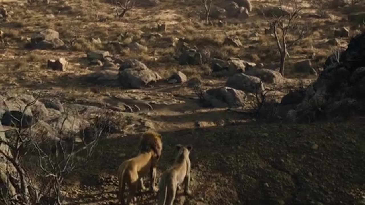"Epic Wildlife Showdowns: Nature's Most Intense Battles!" "Rare Animal Encounter Gone Wild: