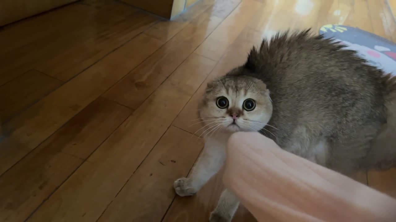 I don't know why it was so scared when it saw me