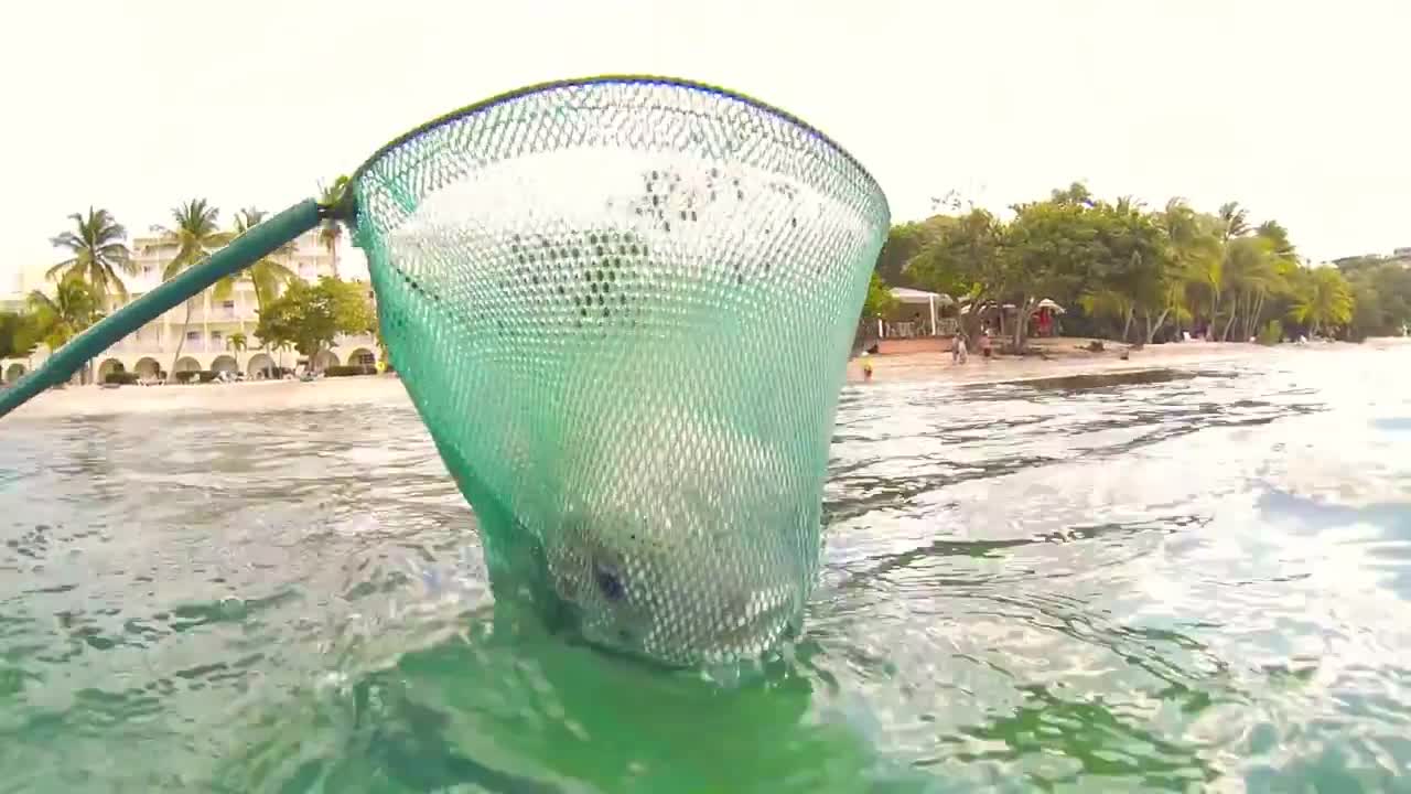 See How a Pufferfish Blows Itself Up! Puffer Fish Puffing and Floating in Hand Net while Snorkeling