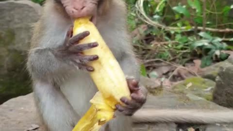 Small baby monkey eating banana 🤤🤤