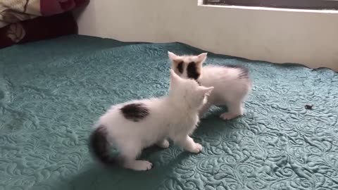 Cute kittens