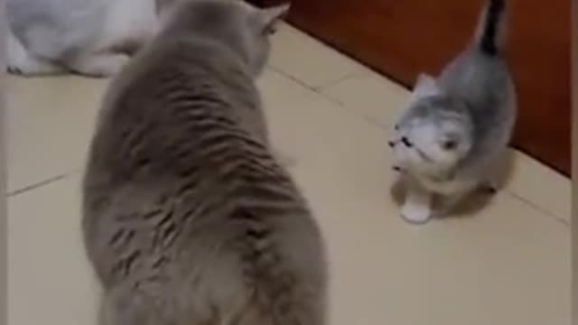 Funny cats 🐈