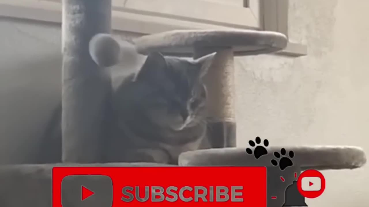 Funny animal videos 2023