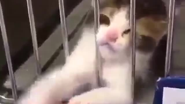 Please adopt me 🥺🥺💔