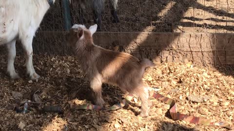 30 Seconds New Born Goat