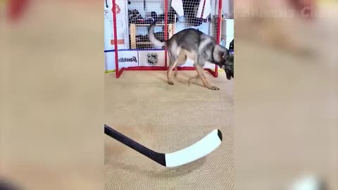 Funniest creatures