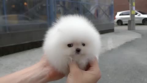 🥺 japanese 🍙 Cute puppy 🐶🐕🐕