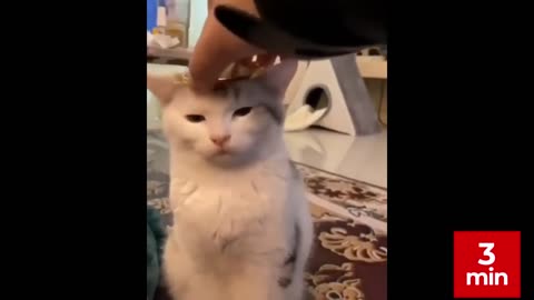 3 min of Funny Cats Compilation /Best ever/