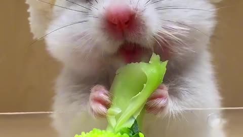 Cutest veggies lover in town! 🐹