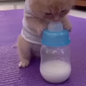 cute Baby cat.