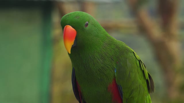 beautiful bird