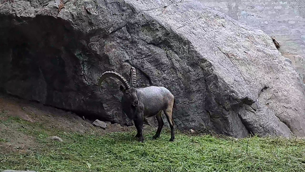 Markhor at Shangrila Resort Skardu