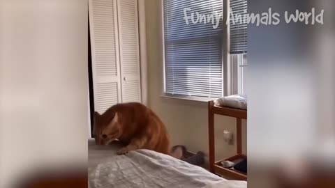 Funniest Cats and Dogs Video