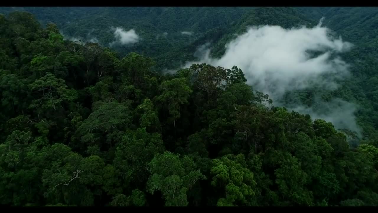 Tanah Papua: A Paradise for Birds