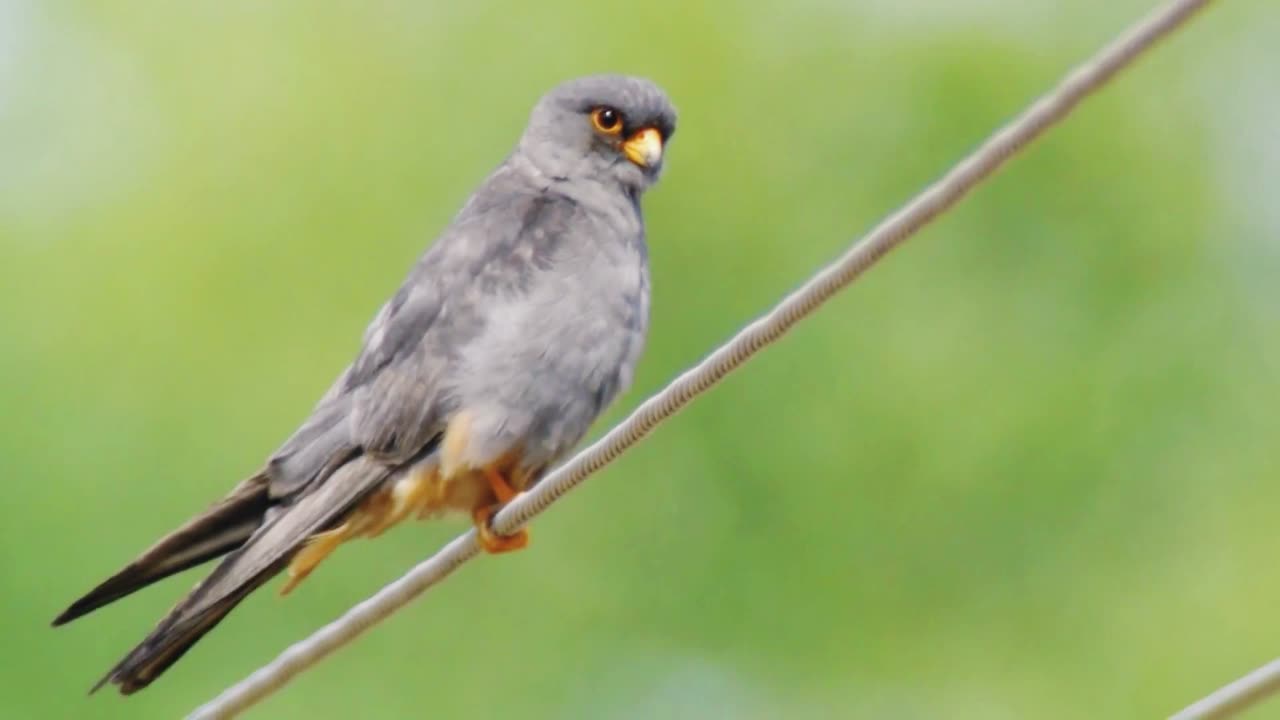 Male redfoot