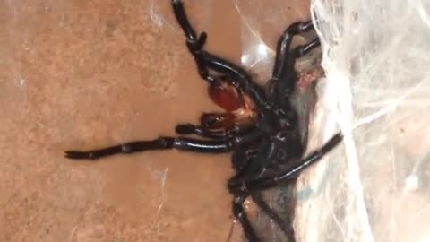 Giant Funnel Web Strike