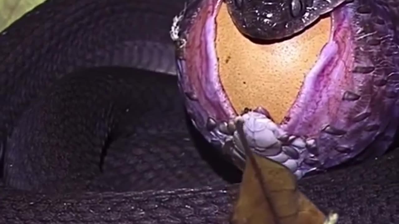 Snake swallowing an bird egg