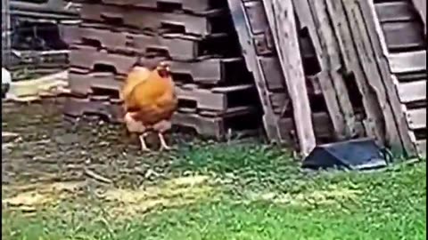 Chicken Playing Hide and Seek - Credits: unknown