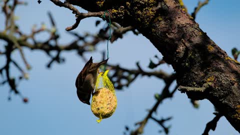 Sparrow eating upside down