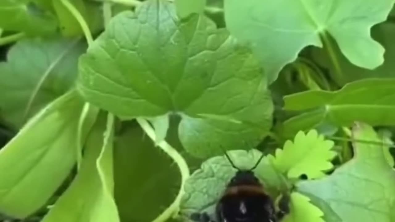 Bumblebee story🥰