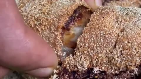 Fish fried and cooking