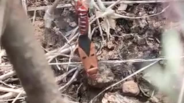 Red cotton bug matting on grass