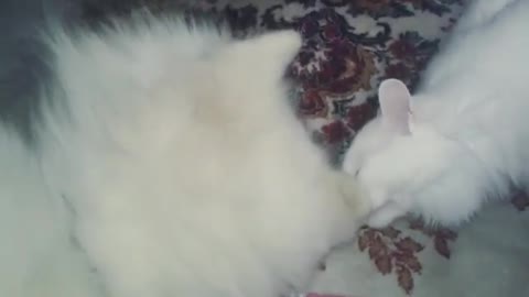 Angry white cat attacks white dog