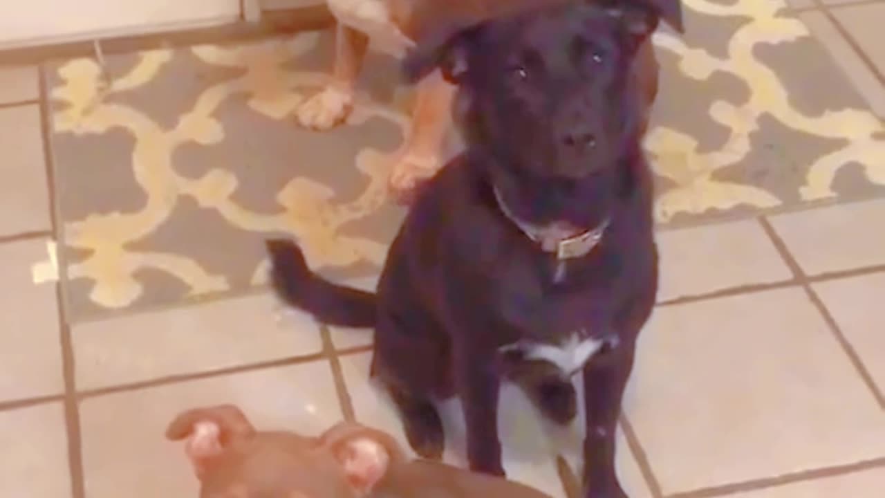 The sandy behaviors of sandy pets bring us joy