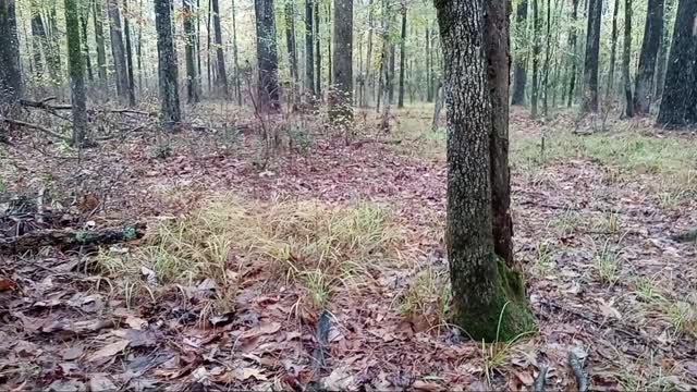 15 minutes in the woods