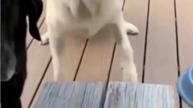 Look at its funny face😅! Funny dog video