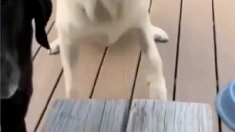 Look at its funny face😅! Funny dog video