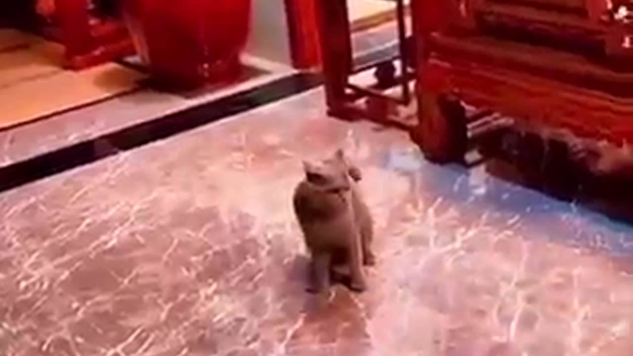 Cat and Dog Funny Video