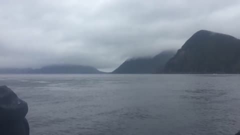 Humpback Whale Jumping Out of the Water