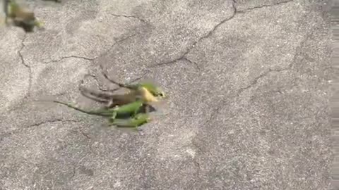 Iguanas Feed on Piece of Bread In Parking Lot