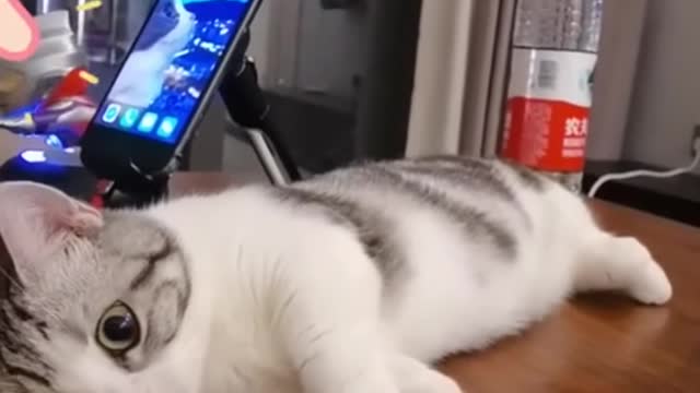 cute fur baby playing on the desk cat #shorts